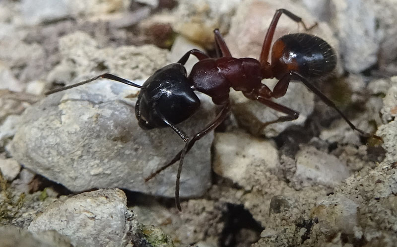 Camponotus ligniperda - Formicidae